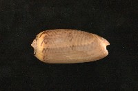 藏品(平瀨榧螺)的圖片